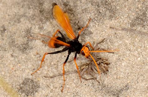 These wasps are comparatively larger in size and darker in color as compared to the other species of the wasps. Wasp and spider | The Australian Museum tells us: "The ...