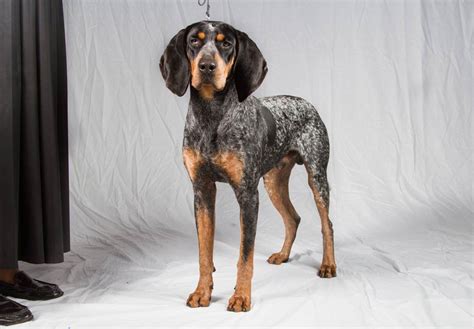 Bluetick Coonhound Temperament Lifespan Shedding Puppy