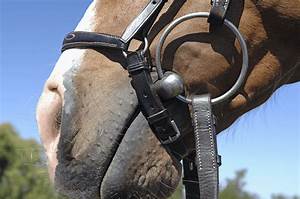 How To Measure Your Horse Bit For Good Fit