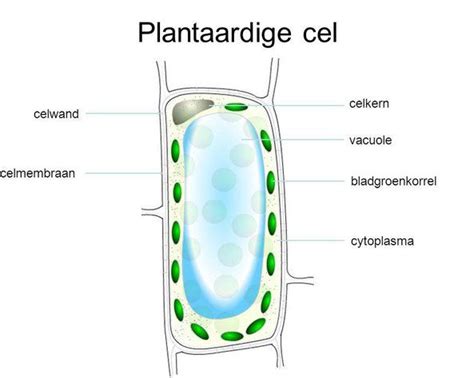 Plantaardig Cellen Plant En Dierjouwwebnl Biologieles Biologie