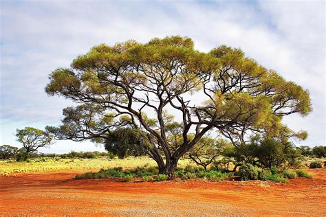 Mallee Tree South Australia Photograph By Lexa Harpell Fine Art America