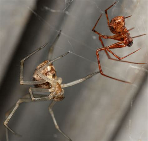 Pair Common House Spiders Parasteatoda Tepidariorum Bugguidenet