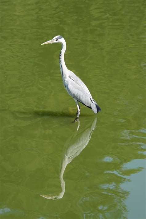 Free Images Water Bird Wing Wildlife Green Reflection Beak