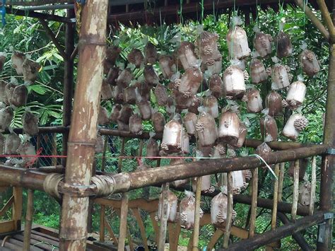 Proses membuat bongkah cendawan sisir/ kukur menggunakan kit diy cenkuper. Tanaman Cendawan Kukur Secara Terbuka