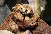 Bear Hug Photograph by Paulette Thomas - Pixels