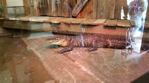 Zooamerica Newer Alligator Exhibit Replacing Snapping Turtle Zoochat