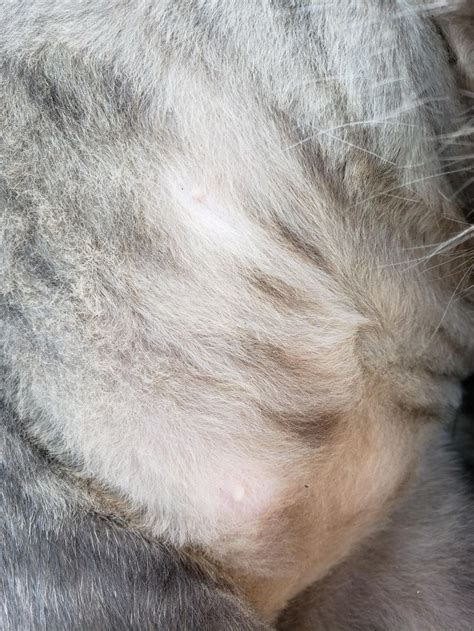male cat has these on his tummy are these skin tags or something else skin tag skin tummy