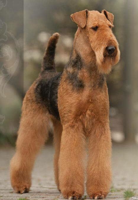 15 Amazing Facts About Airedale Terriers You Probably Never Knew The