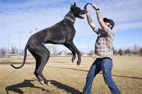 How Tall Is The Biggest Dog Ever
