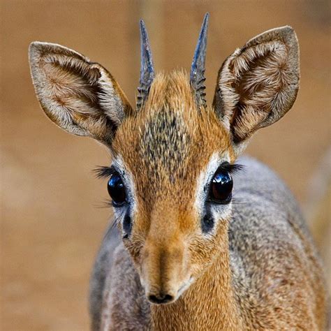 The Dik Dik An Adorable Tiny Antelope Dik Dik Animals Beautiful