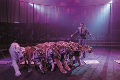 Festival Du Cirque Bruno Togni Et Ses Tigres Décrochent Le Prix Du Public