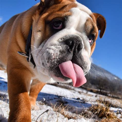 This adorable dog breed, which has always been meant to be a companion, started as a miniature version. Pin by Elizabeth Boswell on Bully love | Bulldog puppies ...