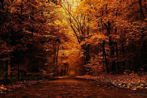 25 Best Autumn Wallpaper Aesthetic Laptop You Can Download It At No