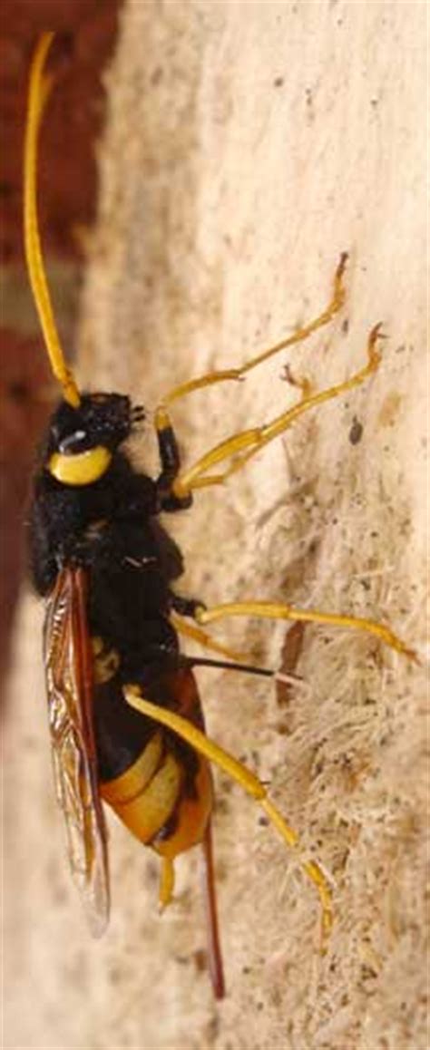 Wood Wasp Whats That Bug