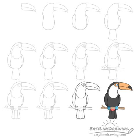 How To Draw A Toucan Step By Step Jessica Melo Professional