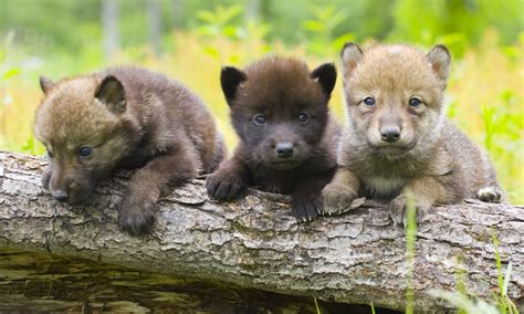 They also use scents produced by their. Why are wolves making a comeback in the United States ...