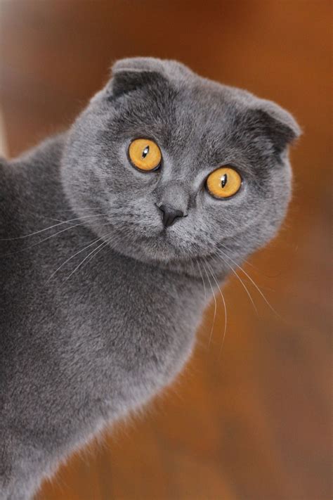 Grey Scottish Fold Cat Scottishfoldcats Different