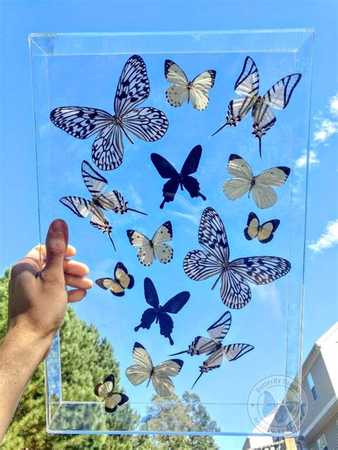 Framed Black And White Real Butterflies Butterfly Utopia