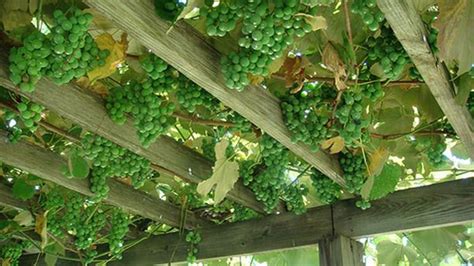 17 Best Images About Grape Vines Pergola On Pinterest Gardens Arbors