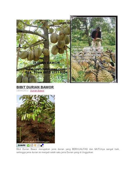 Tanaman nanas kerang lebih mirip seperti pandan namun berbeda pda warna daunnya. Kertas Kerja Penanaman Durian