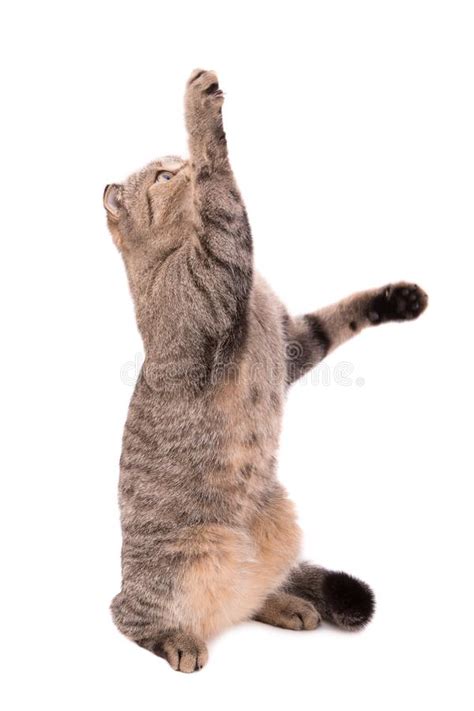 Cat Catches Paws On A White Background Playing Cat Stock Image Image