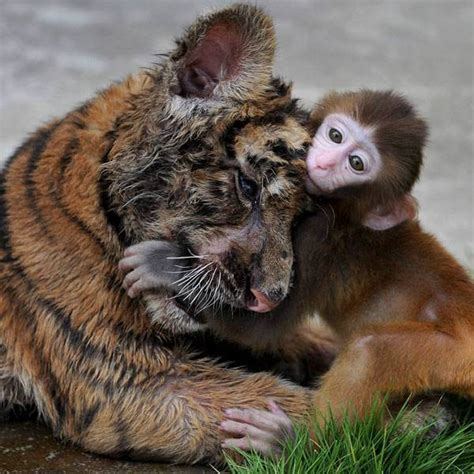 Unusual Animal Friendships That Defy The Laws Of Nature