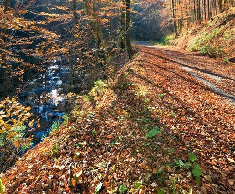 Autumn Mountain Dirty Road And Beautiful October Beech Forest