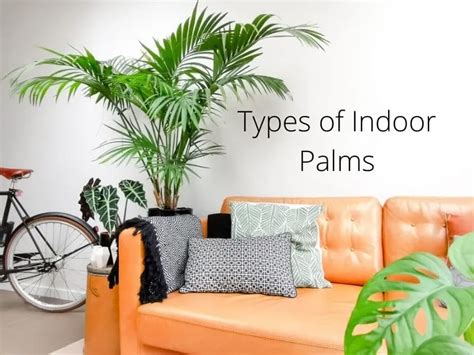 Types Of Indoor Palm Trees Identification Pictures Gardenine