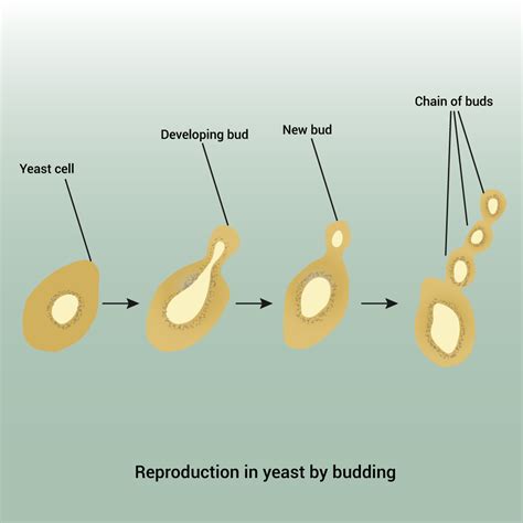 Budding Is The Mode Of Reproduction Observed In