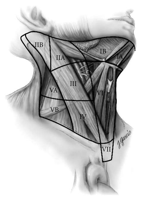 Schematic Right Anterior Oblique View Indication Levels Of The Neck And