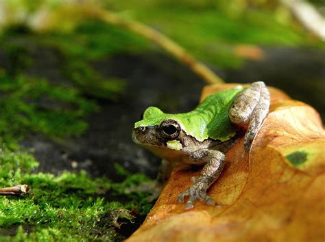 Bird Voiced Tree Frog Photograph By Griffin Harris