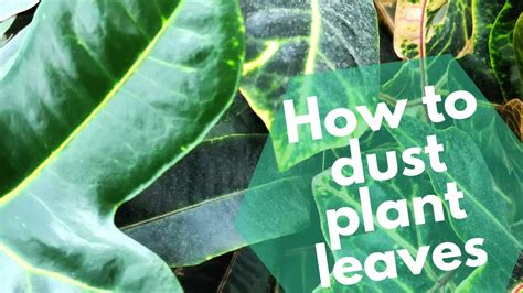 How To Dust Plant Leaves Complete Guide To Make Your Plants Shine