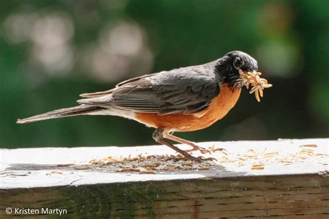 Mealworms On The Menu A Guide To Feeding Your Backyard Birds Live