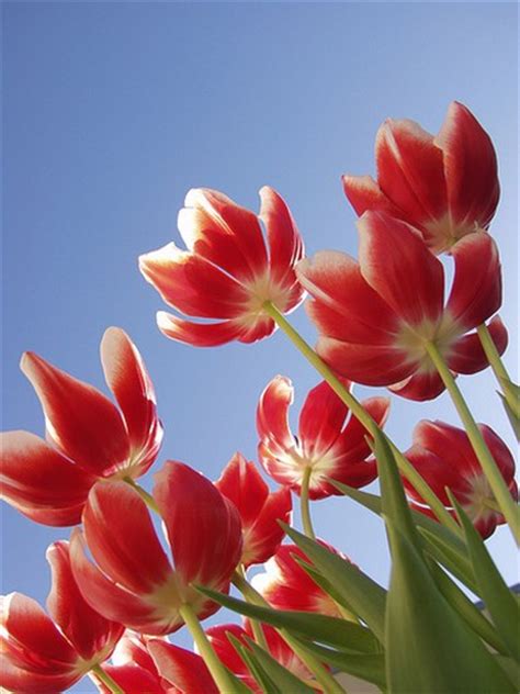Tulip Flower Colors