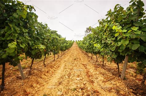 Farming Featuring Vineyard Wine And Winery High Quality Nature