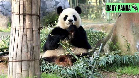 Baby Panda Cute Pandas Funny Pandas Best Compilation1 Youtube