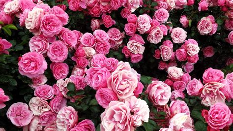Rose Bush Wallpapers Earth Hq Rose Bush Pictures 4k Wallpapers 2019