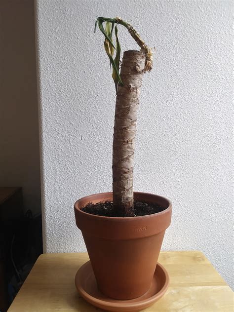 Why Is My Indoor Yucca Plant Dying
