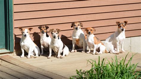 Novament: Jack Russell Puppies For Adoption Oahu