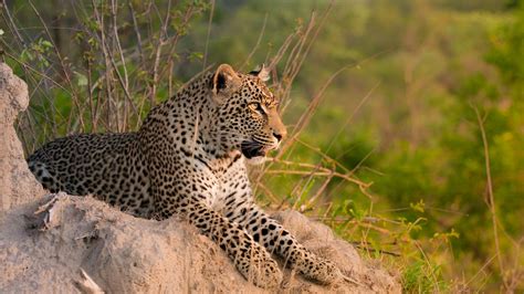 Kruger National Park And Sabi Sands South Africa Safari