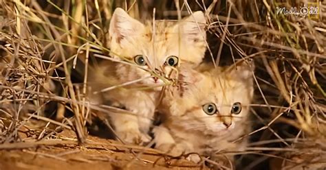 Sand cats are known as near threatened and a big problem to sand cats is habitat destruction and declining popularity of prey. First-Ever Video of Adorable Sand Kittens Recorded In ...