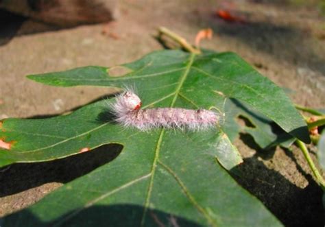 Caterpillars On Oak Trees Identification Guide Owlcation