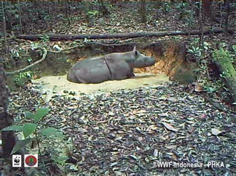 Camera Traps Produce First Ever Hard Evidence Of Sumatran Rhino