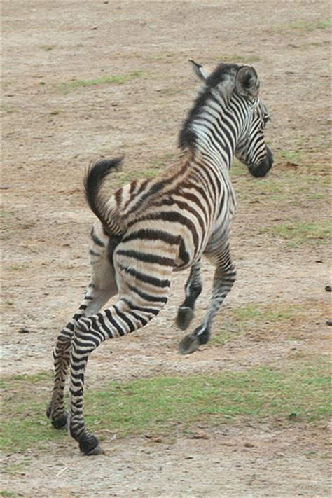 Baby Zebra Pictures Funny Animal