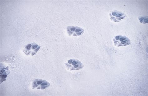 Bobcat Mountain Lion Tracks In Snow Slideshare