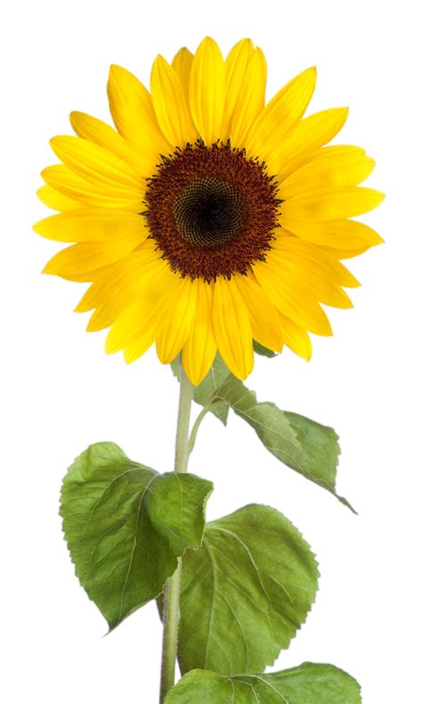 Transparent Background Sunflower Clipart Png 10 Free Cliparts