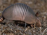 Armadillo | Basic Facts and Pictures | The Wildlife