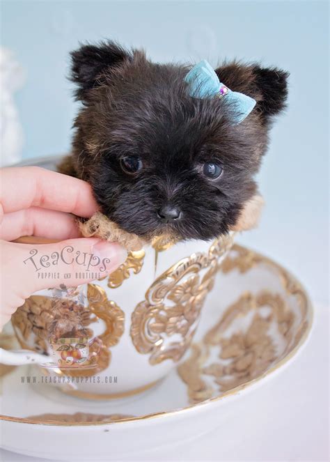 Maltese Puppies South Florida Teacups Puppies And Boutique