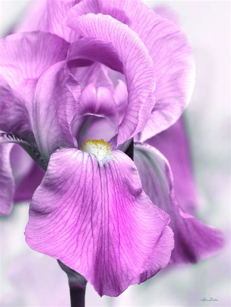 Wildon Home Pink Iris Wayfair