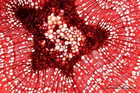 The Microscopic Beauty Of Plants And Trees By Robert Berdan The